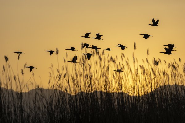 全国十大股票配资平台 沙水世界 候鸟蹁跹(16)